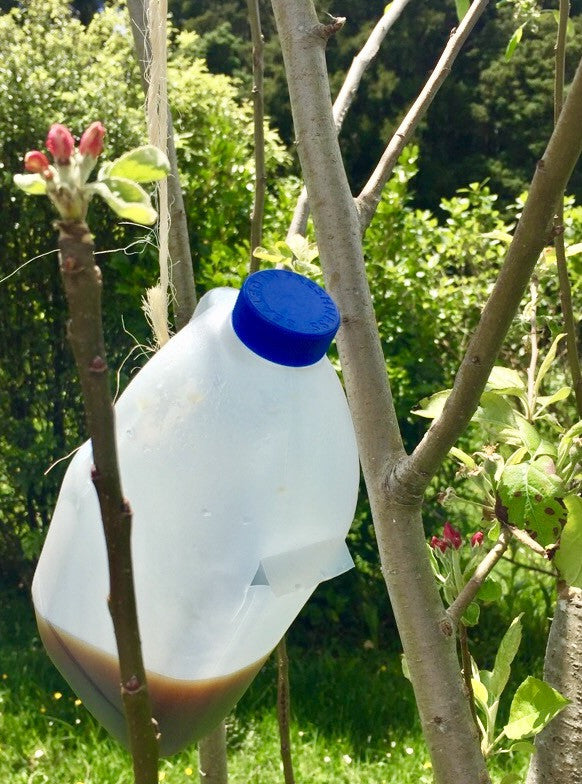 Organic Orchard Codling Moth Trap