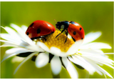 NZ Seed Bombs - Ladybug Blend