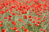 NZ Seed Bombs - Red Poppy